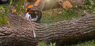  St Augusta, MN Tree Removal Pros