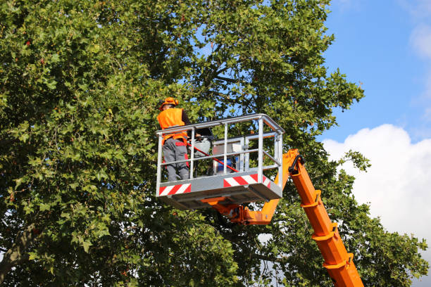 Best Stump Grinding and Removal  in St Augusta, MN