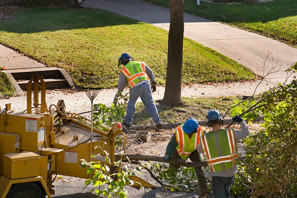 Best Fruit Tree Pruning  in St Augusta, MN