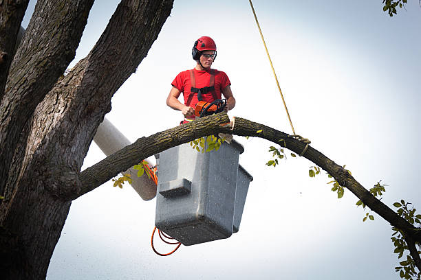 Best Storm Damage Tree Cleanup  in St Augusta, MN