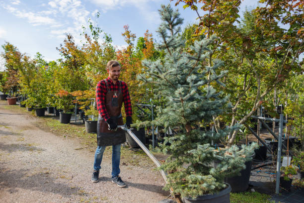 Best Commercial Tree Services  in St Augusta, MN